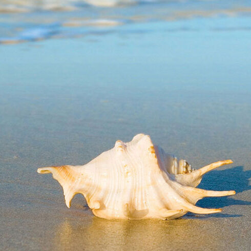 beach shell illustrating giving up smoking with hypnotherapy